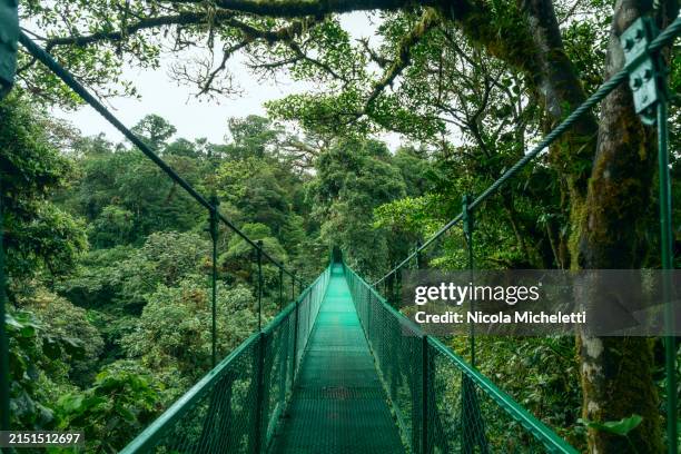 suspended bridge over tree canopy - green bridge over trees stock pictures, royalty-free photos & images
