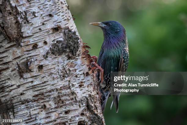 28 Alan Starling Stock Photos, HighRes Pictures, and Images Getty Images