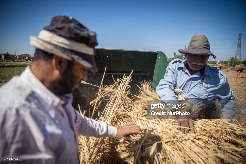 Wheat Harvest In Egypt