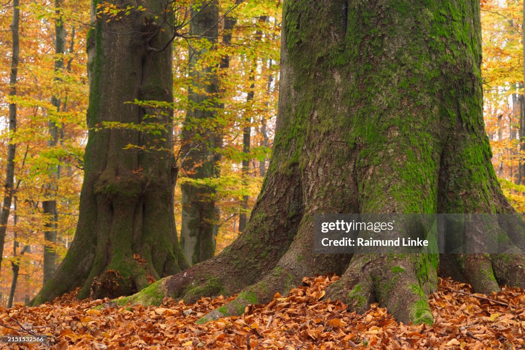 Trees In Germany Great Beech Tree In Forest At Autumn Spessart Bayern Germany Europe ...