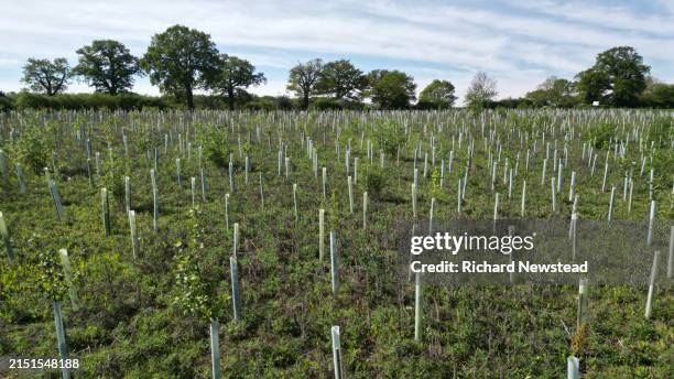 tree reforestation - reforestation stock pictures, royalty-free photos & images