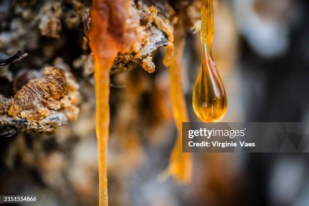 flowing pine sap - condición natural fotografías e imágenes de stock
