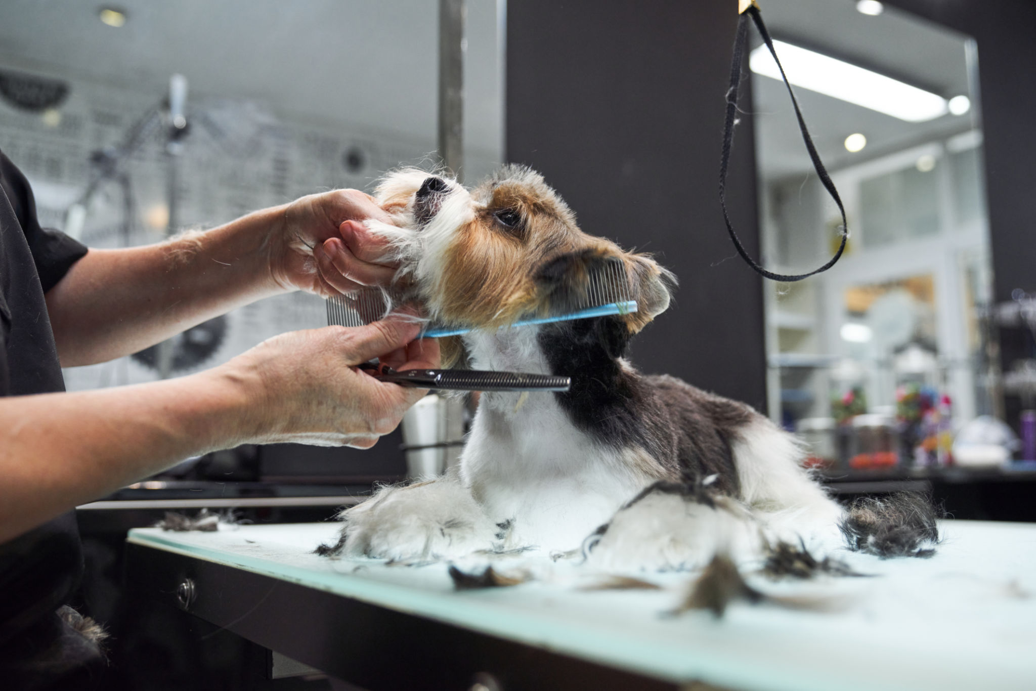 pet grooming