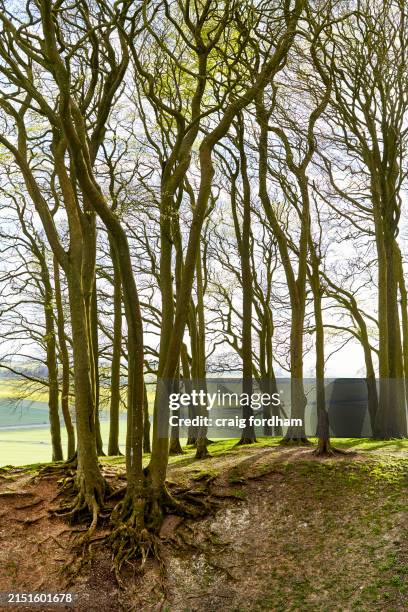 Rapre Tree 7,030 Rape Trees Stock Photos, High-Res Pictures, and Images - Getty Images