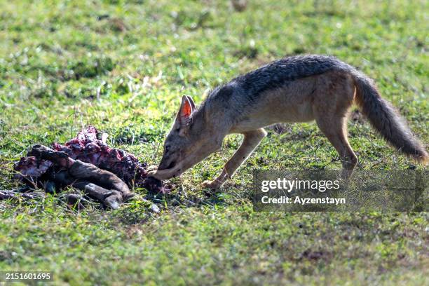black-backed jackal feeding in wilderness - totes tier stock-fotos und bilder