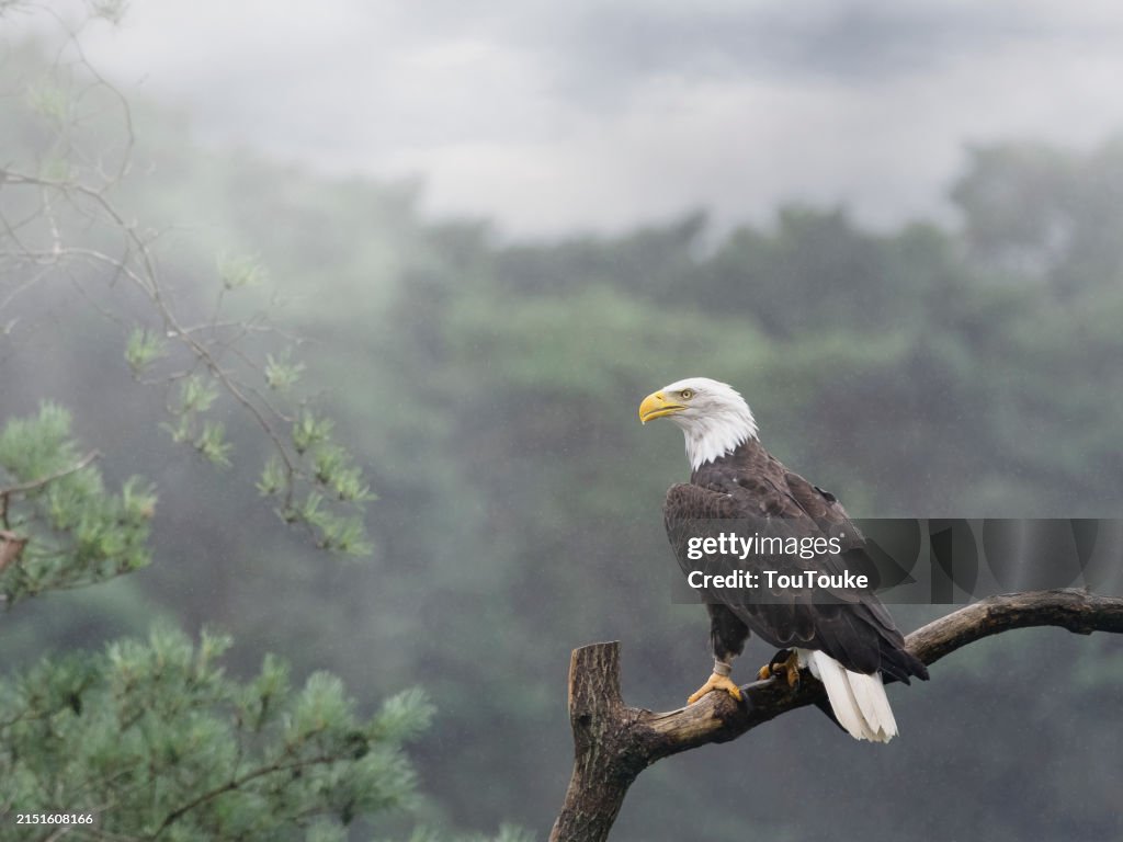 Eagle on a branch