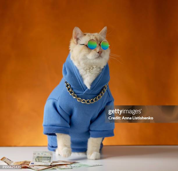 eine reiche katze in einem blauen kapuzenpulli, mit goldener kette und sonnenbrille sitzt in der nähe von geld. orangefarbener hintergrund - raubkatze stock-fotos und bilder