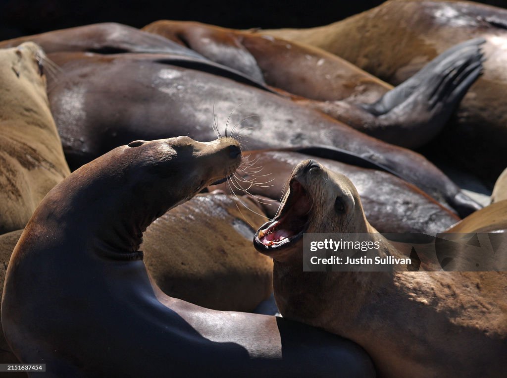 Sea Lions Gather In Record Numbers At San Francisco's Pier 39