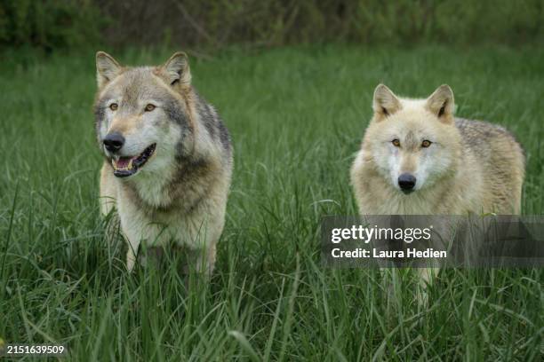 Wolves In Springtime 731 The Grey Wolves Stock Photos, High-Res Pictures, and Images - Getty ...