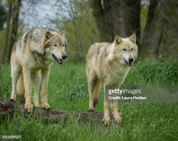 Wolves In Springtime 645 The Grey Wolves Stock Photos, High-Res Pictures, and Images - Getty ...