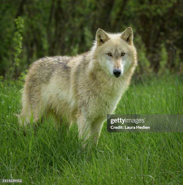 Wolves In Springtime 731 The Grey Wolves Stock Photos, High-Res Pictures, and Images - Getty ...