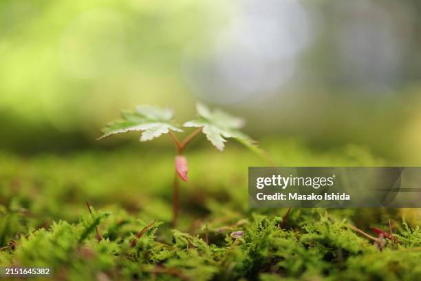 Maple Tree Spring Time Maple Sprout Photos and Premium High Res Pictures - Getty Images
