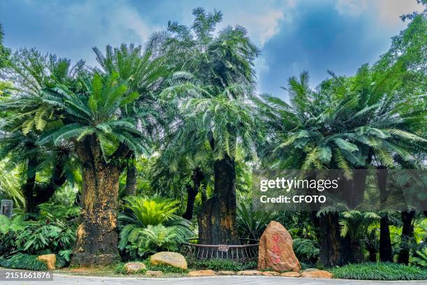 Cycad tree, which is more than 1,360 years old, comes into bloom in Nanning, South China's Guangxi Zhuang autonomous region, May 9, 2024. This...