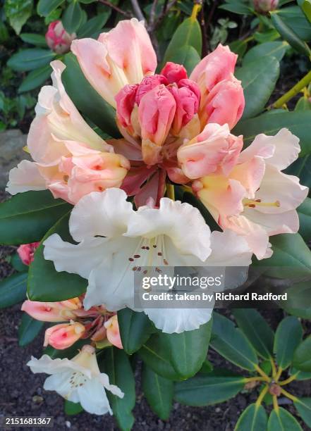 cream rhododendron bush in bloom - rhododendron stock pictures, royalty-free photos & images