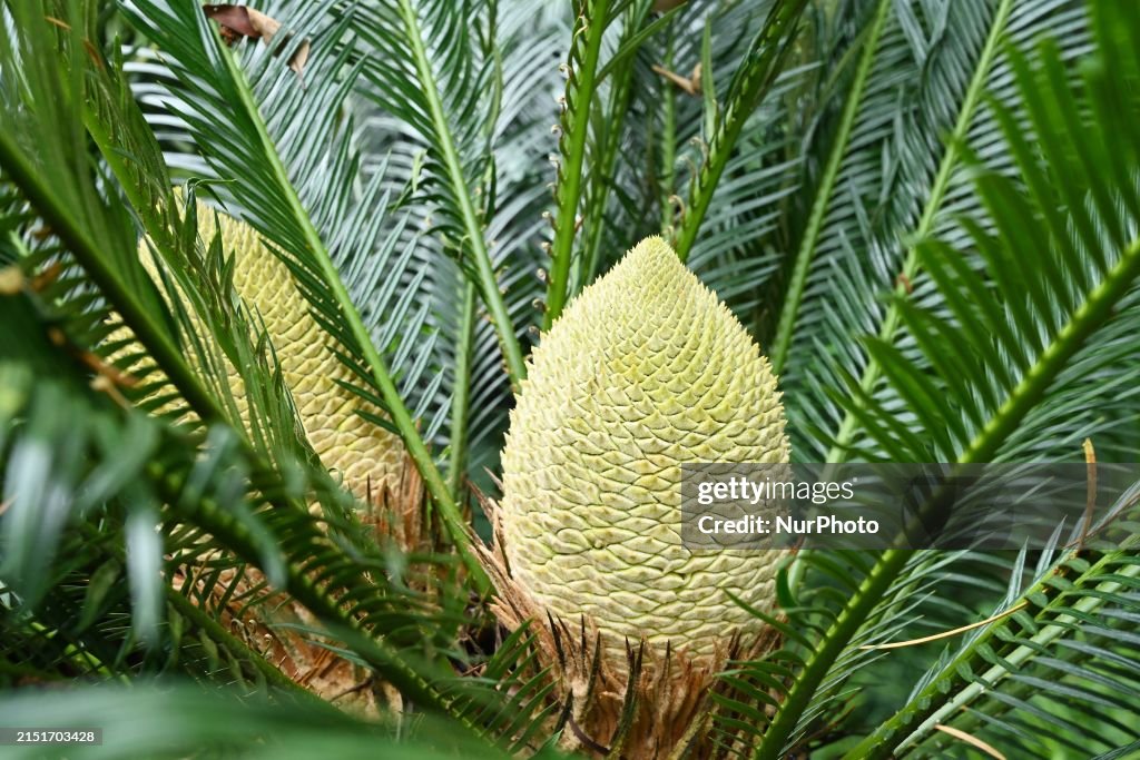 Cycode Plant A cycad tree, which is over 1,360 years old, is blooming in Nanning ...