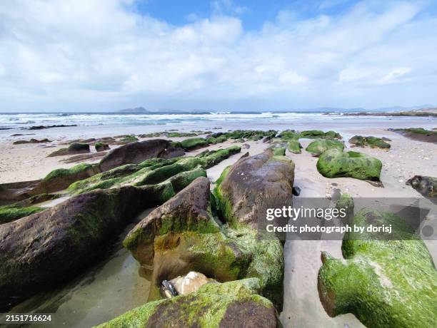 beautiful beach rock with green moss - maart stockfoto's en -beelden