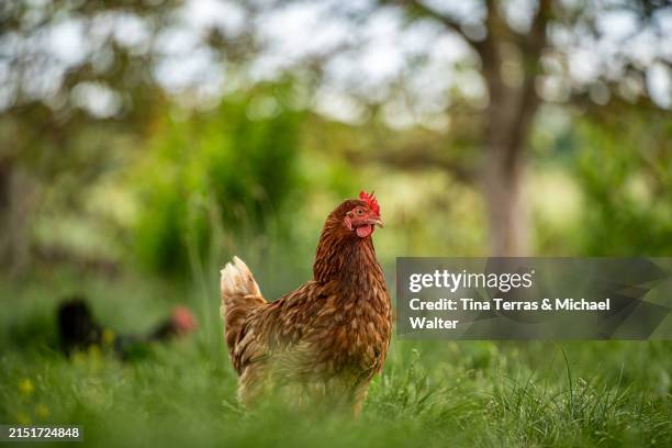 free range chicken roam a green meadow. - chicken meat stock pictures, royalty-free photos & images