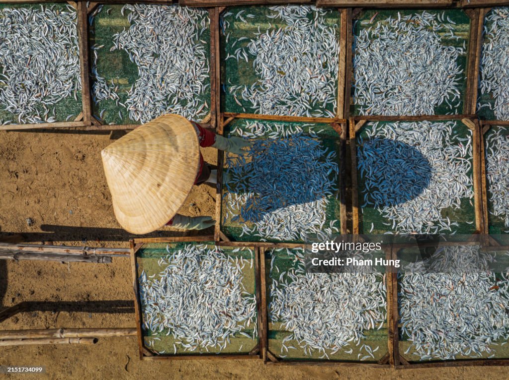 Drying steaming anchovies