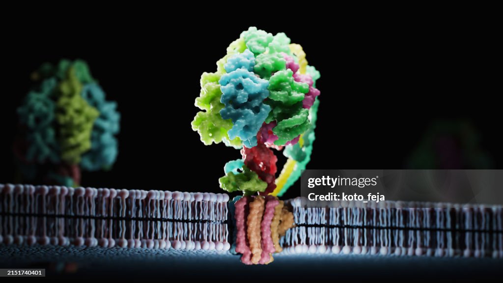 ATP Synthase Protein
