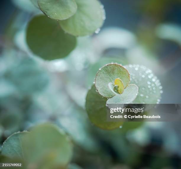 eucalyptus - eucalyptus leaf stock pictures, royalty-free photos & images