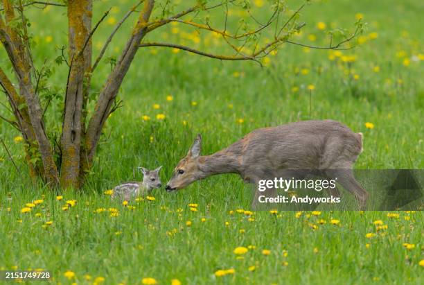 Edmaze 127.673 Familia Del Ciervo Stock Photos, High-Res Pictures, and Images ...