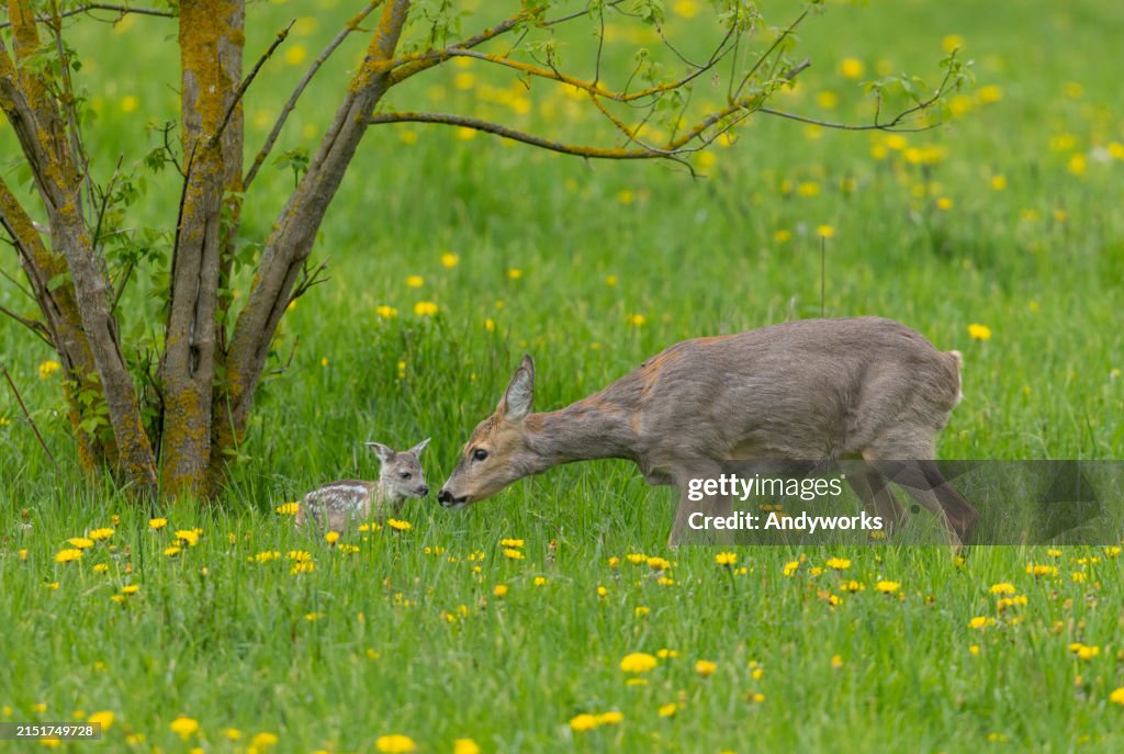 Roe deer doe with newborn fawn