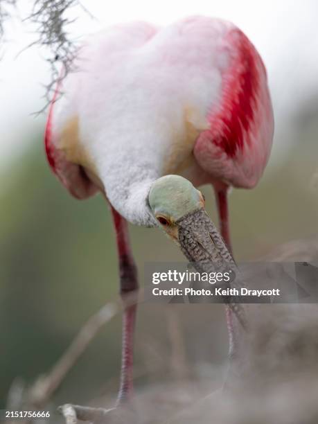 roseate spoonbill / ajaia ajaia - central florida stock pictures, royalty-free photos & images