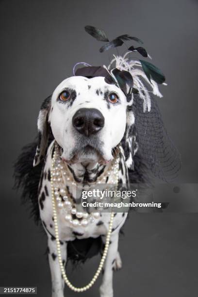 portrait of a dalmatian dressed as an elegant lady wearing pearl necklaces and a fascinator hat - dalmatian costume stock pictures, royalty-free photos & images