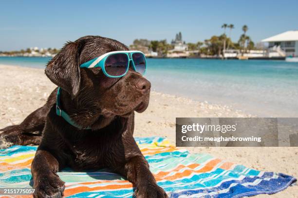 Chocolate Lab Beach Towel Chocolate Lab Beach Towel