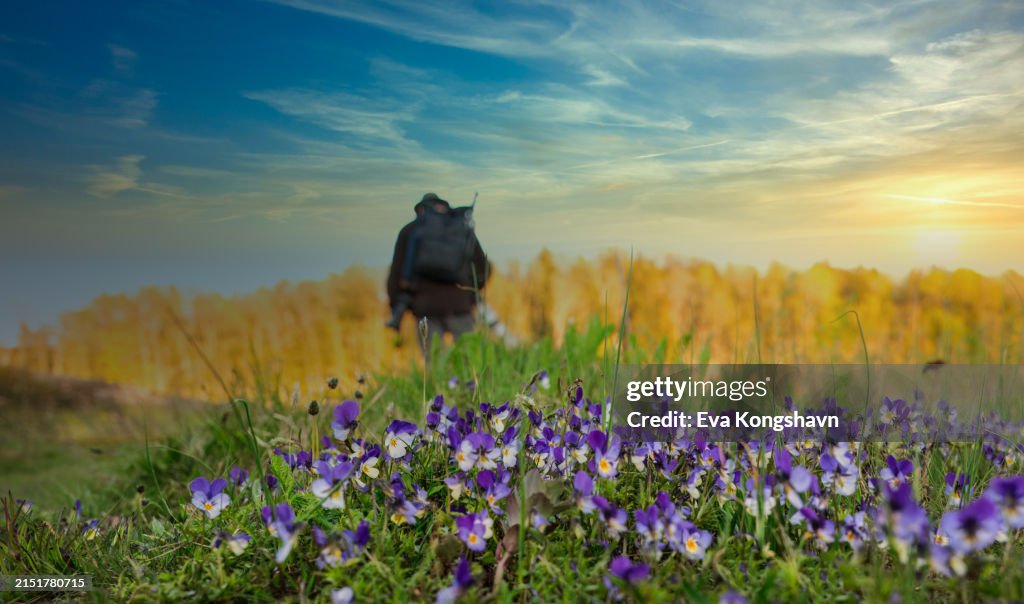 Lots of flowers called viola tricolor this year