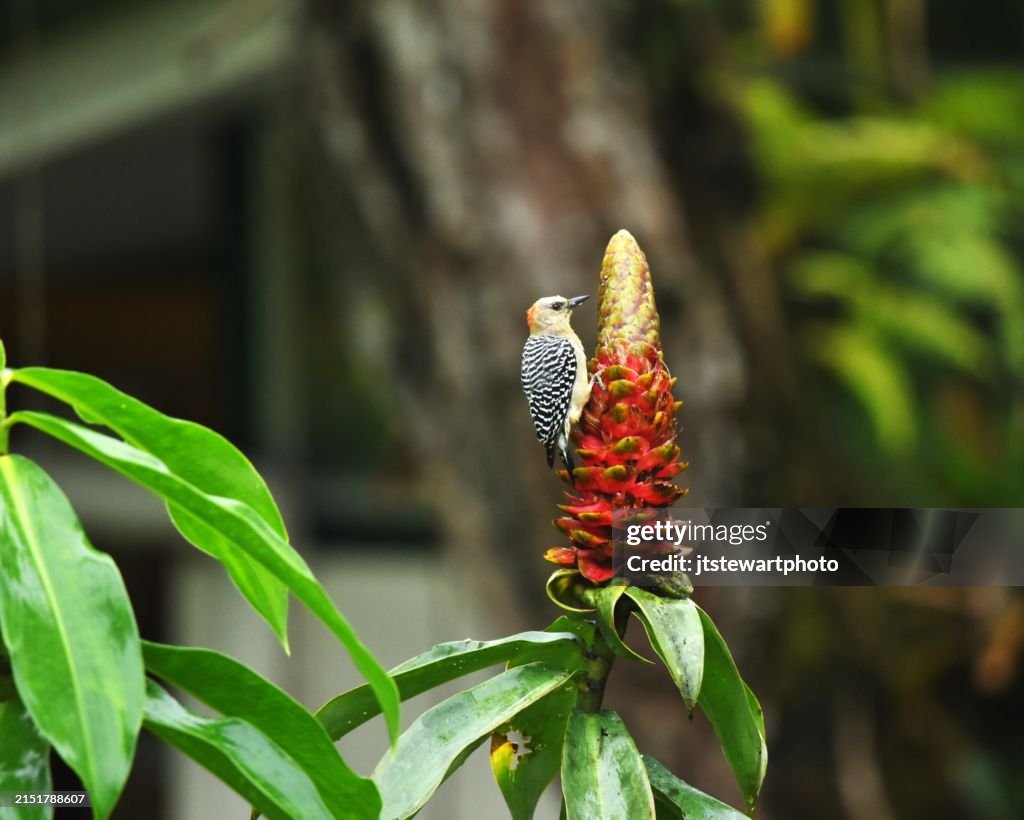 Red-crowned Woodpecker