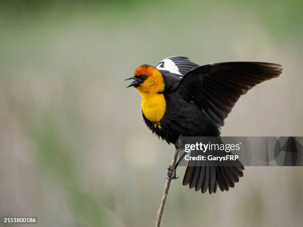 yellow-headed blackbird perched with wings spread - graúna ferrugínea imagens e fotografias de stock