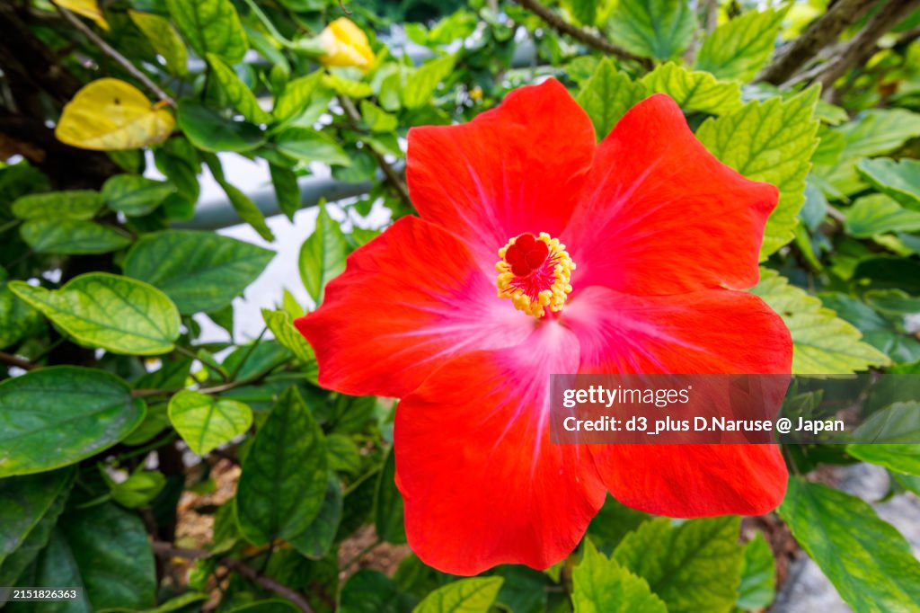 Vivid hibiscus blooming in the harbor.