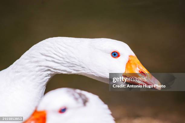 portrait of a two geese at a zoo - goose meat stock pictures, royalty-free photos & images