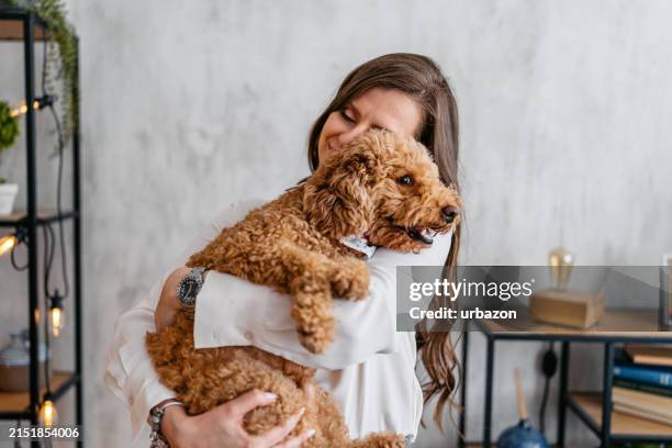 young woman embracing her dog at home - labradoodle stock-fotos und bilder