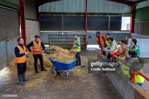 mucking out the barn - pitchfork agricultural equipment stock pictures, royalty-free photos & images