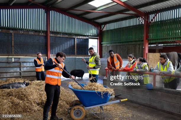 cleaning out the pig enclosure - pig shelter stock pictures, royalty-free photos & images