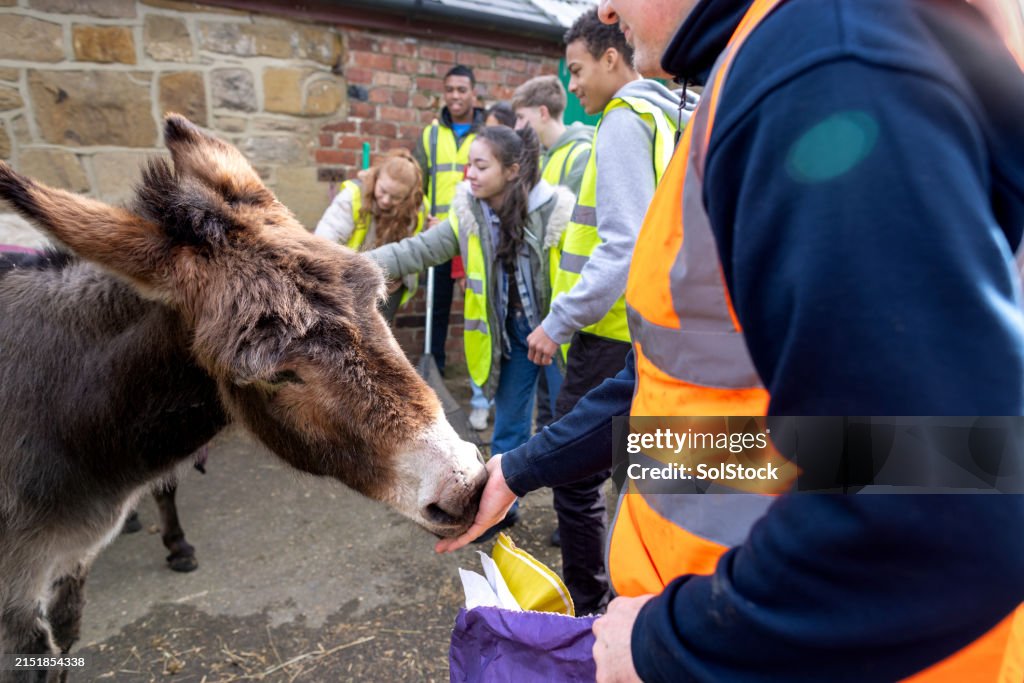Feeding a Donkey at an Animal Shelter