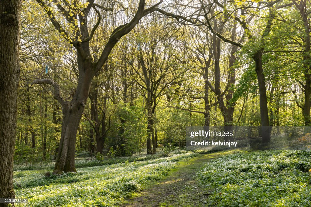 Yorkshire woodland at sunrise