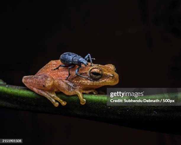 Frog Stalk Insect 1,252 Frog Insect Stock Photos, High-Res Pictures, and Images - Getty ...
