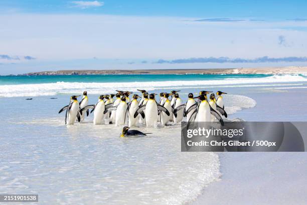 king penguins about to go feeding,volunteer point penguin colony,falkland islands - falkland islands stock pictures, royalty-free photos & images