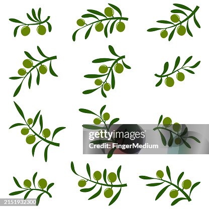 Olive branch vector set Olive branch vector set