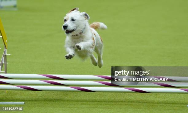 Dog participates in Masters Agility Championship Preliminaries during the 148th Annual Westminster Kennel Club Dog Show at USTA Billie Jean King...