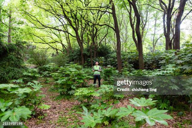 one researchers or environmentalists with data gathering equipment in the forest - forestry industry stock pictures, royalty-free photos & images