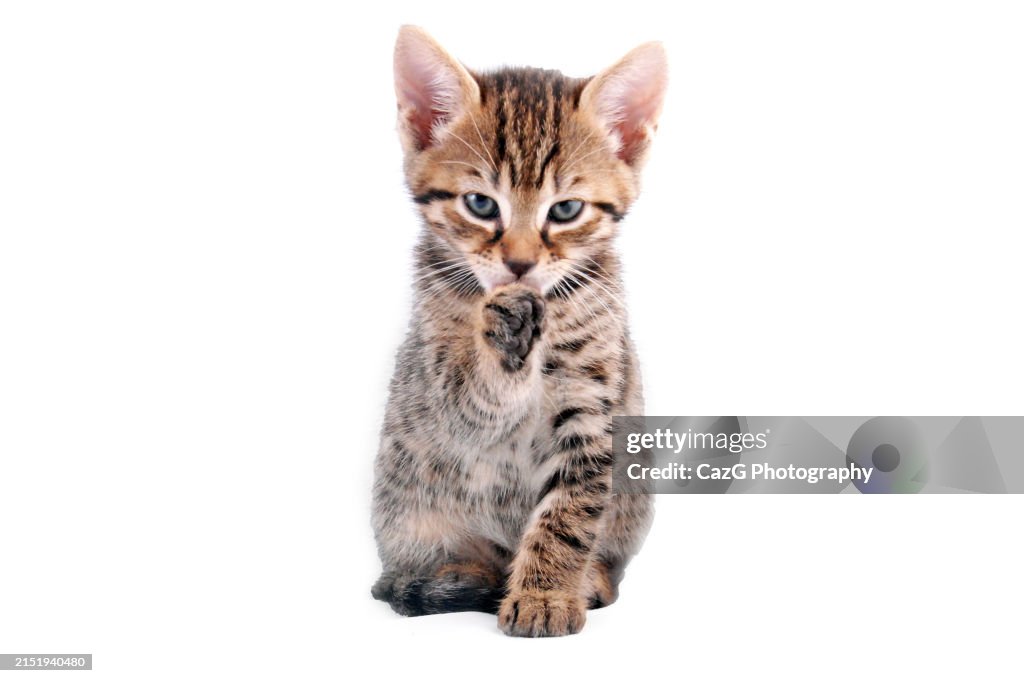 Bengal Pedigree Kittens Studio Shoot