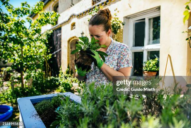 woman smelling fresh herbage in her garden. - sage stock pictures, royalty-free photos & images