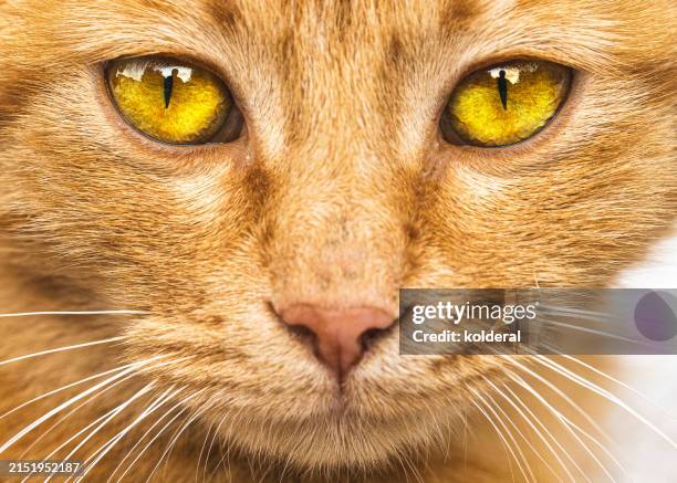 stray red cat closeup portrait - amarelo avermelhado claro imagens e fotografias de stock