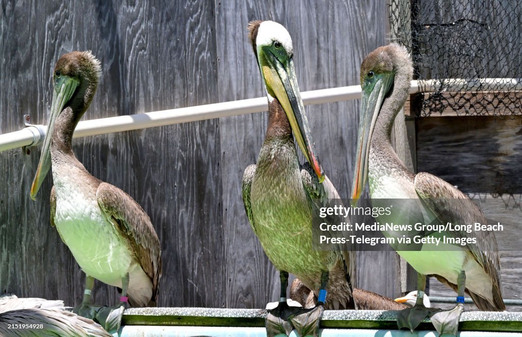 New surge of injured and starving Brown Pelicans arriving causing concern for wildlife specialists.
