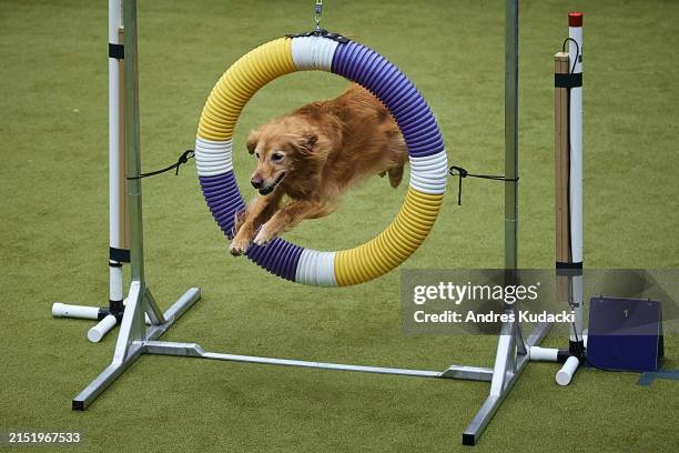 Dog jumps during an agility competition at the 148th Annual Westminster Kennel Club Dog Show at USTA Billie Jean King National Tennis Center on May...