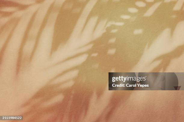 blurred flowers shadow wall pastel beige background. - sombra en primer plano fotografías e imágenes de stock